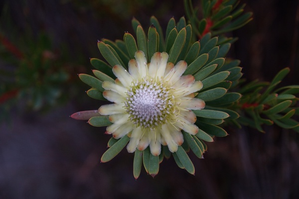 Cape Floral Region Protected Areas 1007rev