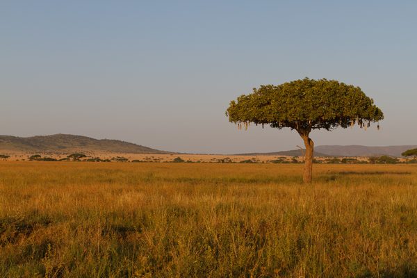 Serengeti National Park ref:156