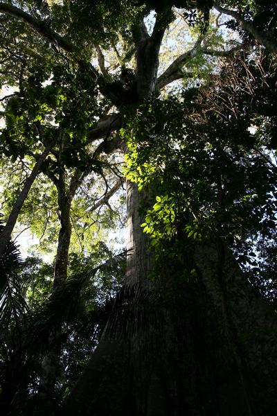 Kapok Tree in Amazon Rainforest 998bis