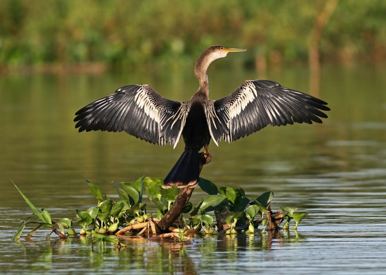 Anhinga in Pantanal 999