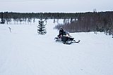 Skogarna kring Luleå