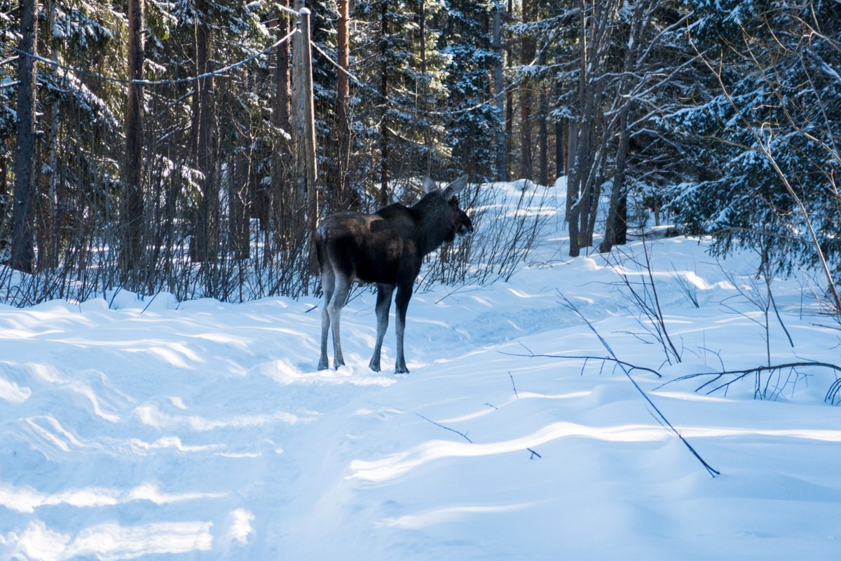 Packisen vid Brändöskär. Kluntarna 25 mars